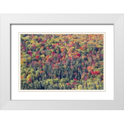 Canada, Mount Tremblant NP Forest in fall White Modern Wood Framed Art Print with Double Matting by Delisle, Gilles