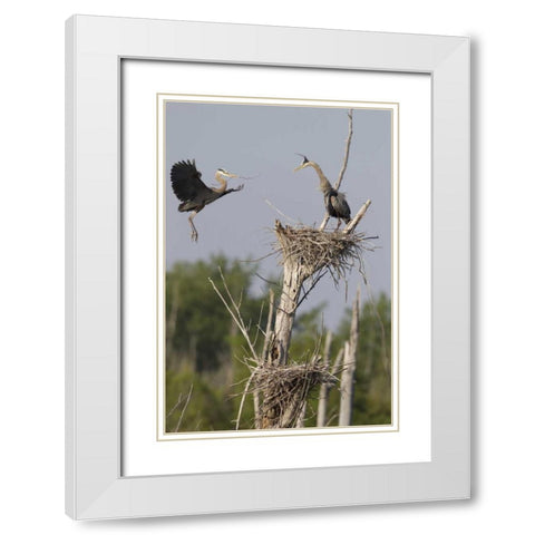 Canada, Quebec Great blue herons at their nest White Modern Wood Framed Art Print with Double Matting by Delisle, Gilles