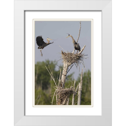 Canada, Quebec Great blue herons at their nest White Modern Wood Framed Art Print with Double Matting by Delisle, Gilles