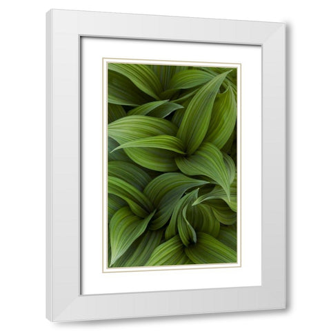 Canada, Quebec, Yamaska NP Green false hellebore White Modern Wood Framed Art Print with Double Matting by Delisle, Gilles