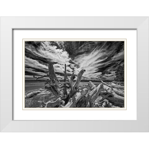Canada-Quebec-Forillon National Park Driftwood along ocean shore White Modern Wood Framed Art Print with Double Matting by Jaynes Gallery