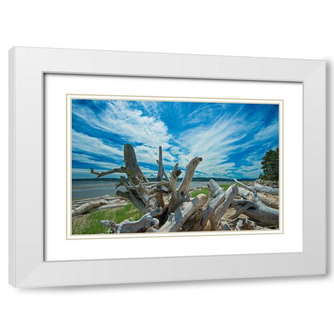 Canada-Quebec-Forillon National Park Driftwood along La Plage de Penouille White Modern Wood Framed Art Print with Double Matting by Jaynes Gallery
