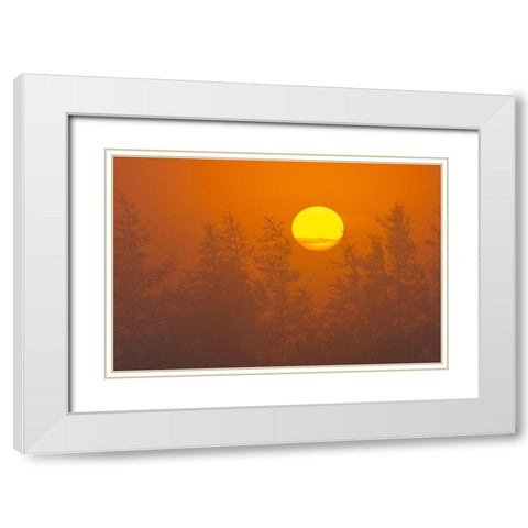 Canada-Quebec-Havre-Saint-Pierre Trees and fog at sunrise White Modern Wood Framed Art Print with Double Matting by Jaynes Gallery