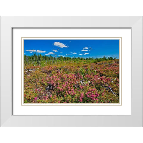 Canada-Quebec-Chibougamau Bog laurel blossoms in burnt over forest White Modern Wood Framed Art Print with Double Matting by Jaynes Gallery
