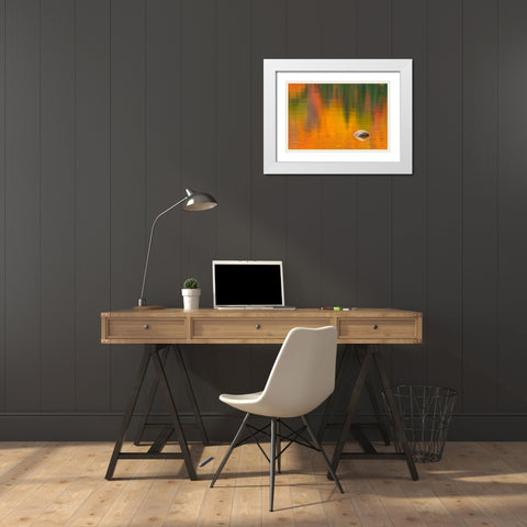 Canada-Quebec-La Mauricie National Park Rock and autumn colors reflected in Lac Wapizagonke White Modern Wood Framed Art Print with Double Matting by Jaynes Gallery