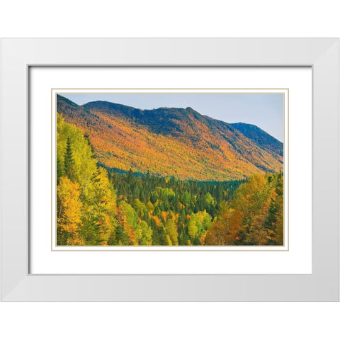 Canada-Quebec-Parc National de la Gaspesie Autumn colors in Chic-Choc Mountains White Modern Wood Framed Art Print with Double Matting by Jaynes Gallery