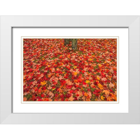 Canada-Quebec-Rimouski Sugar maple leaves and tree trunk White Modern Wood Framed Art Print with Double Matting by Jaynes Gallery