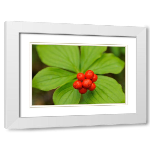 Canada-Quebec-RiviÃ¨re-au-Tonnerre Bunchberry fruit and leaves close-up White Modern Wood Framed Art Print with Double Matting by Jaynes Gallery