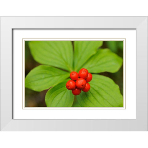 Canada-Quebec-RiviÃ¨re-au-Tonnerre Bunchberry fruit and leaves close-up White Modern Wood Framed Art Print with Double Matting by Jaynes Gallery