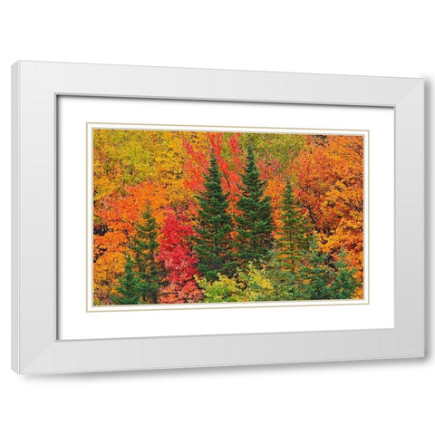Canada-Quebec-Saint-Pacome Mixedwood forest in autumn White Modern Wood Framed Art Print with Double Matting by Jaynes Gallery