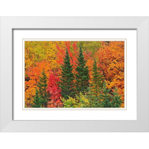 Canada-Quebec-Saint-Pacome Mixedwood forest in autumn White Modern Wood Framed Art Print with Double Matting by Jaynes Gallery