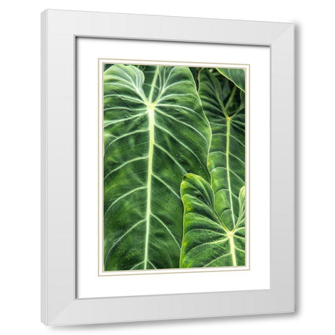 Close-up shots of the leaves from the elephant ears plant-also known as Alocasia White Modern Wood Framed Art Print with Double Matting by Ostrowitz, Mallorie