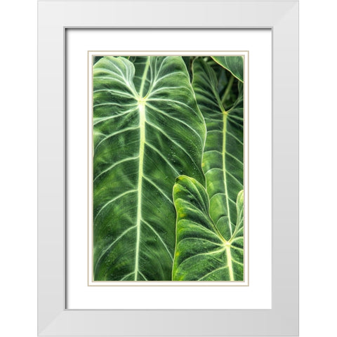 Close-up shots of the leaves from the elephant ears plant-also known as Alocasia White Modern Wood Framed Art Print with Double Matting by Ostrowitz, Mallorie