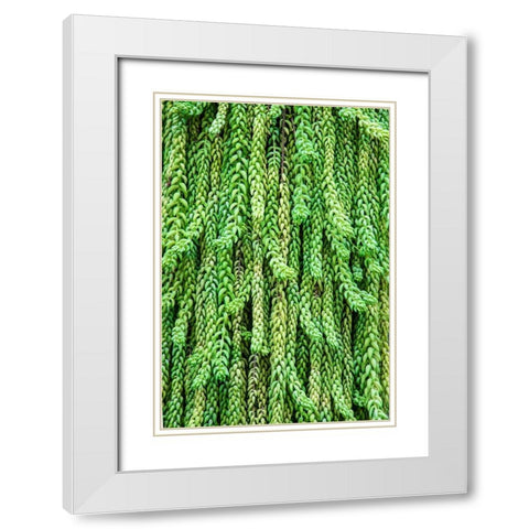 Burros tail plant is named for its long-cylindrical leaves White Modern Wood Framed Art Print with Double Matting by Ostrowitz, Mallorie