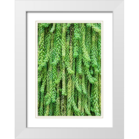 Burros tail plant is named for its long-cylindrical leaves White Modern Wood Framed Art Print with Double Matting by Ostrowitz, Mallorie