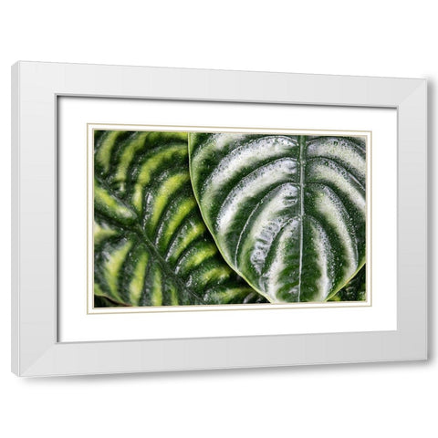 Montreal Botanical Gardens-elephants ears with rainwater White Modern Wood Framed Art Print with Double Matting by Ostrowitz, Mallorie