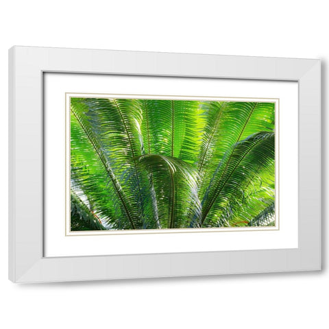 Close-up of the fronds of the Sago Palm Tree White Modern Wood Framed Art Print with Double Matting by Ostrowitz, Mallorie