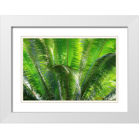 Close-up of the fronds of the Sago Palm Tree White Modern Wood Framed Art Print with Double Matting by Ostrowitz, Mallorie