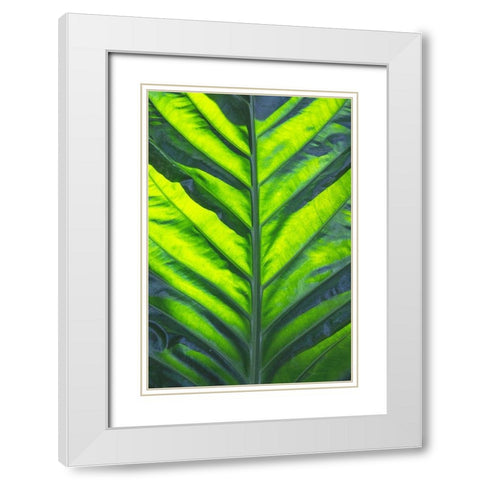 Thailand giant elephant ear-is considered invasive in certain states in the United States White Modern Wood Framed Art Print with Double Matting by Ostrowitz, Mallorie
