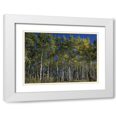 Canada, Saskatchewan, Aspen forest White Modern Wood Framed Art Print with Double Matting by Grandmaison, Mike