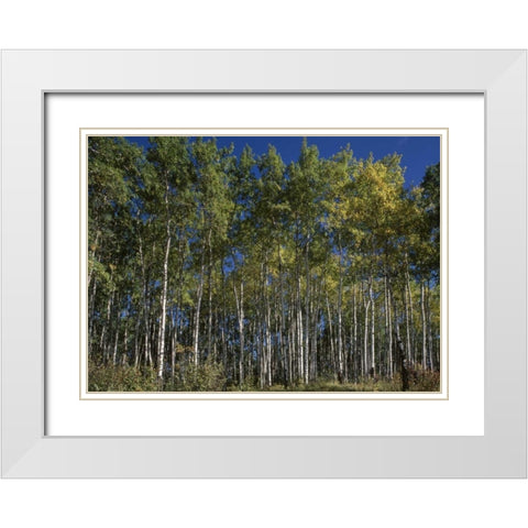 Canada, Saskatchewan, Aspen forest White Modern Wood Framed Art Print with Double Matting by Grandmaison, Mike