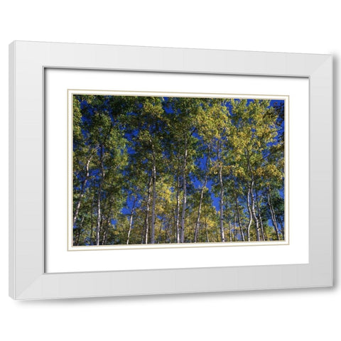 Canada, Saskatchewan, Aspen forest White Modern Wood Framed Art Print with Double Matting by Grandmaison, Mike