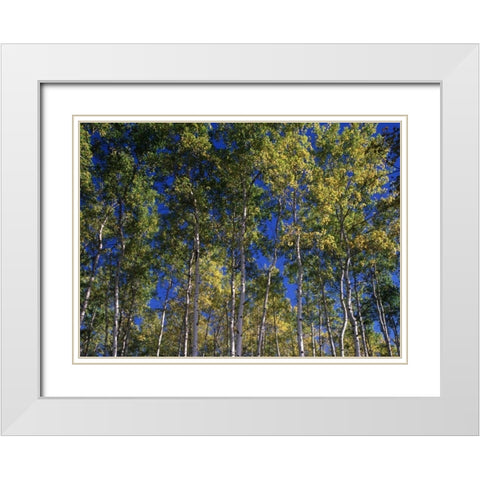 Canada, Saskatchewan, Aspen forest White Modern Wood Framed Art Print with Double Matting by Grandmaison, Mike