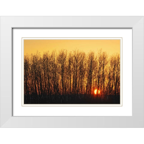 Canada, Melfort Aspen trees at sunset White Modern Wood Framed Art Print with Double Matting by Grandmaison, Mike