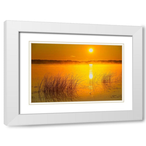 Canada-Saskatchewan-Saskatoon Island Provincial Park Reeds reflect on Saskatoon Lake at sunrise White Modern Wood Framed Art Print with Double Matting by Jaynes Gallery
