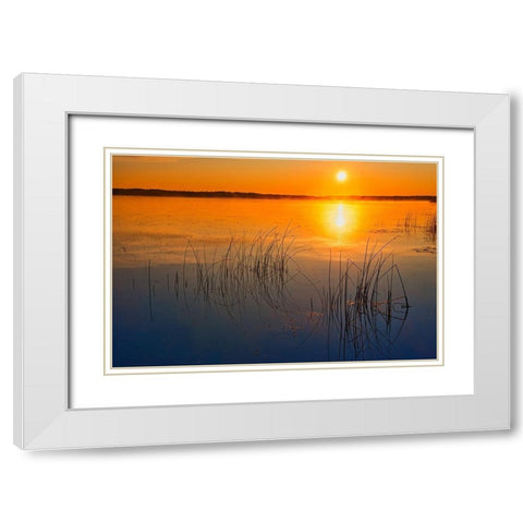 Canada-Saskatchewan-Saskatoon Island Provincial Park Reeds reflect on Saskatoon Lake at sunrise White Modern Wood Framed Art Print with Double Matting by Jaynes Gallery