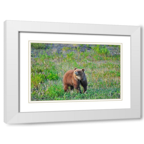 Canada-Yukon Young grizzly bear in field White Modern Wood Framed Art Print with Double Matting by Jaynes Gallery