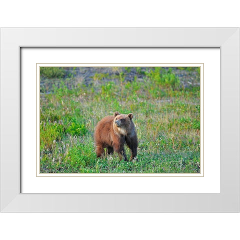 Canada-Yukon Young grizzly bear in field White Modern Wood Framed Art Print with Double Matting by Jaynes Gallery