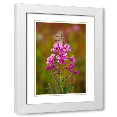 Canada-Yukon-Watson Lake Fireweed blossoms close-up White Modern Wood Framed Art Print with Double Matting by Jaynes Gallery