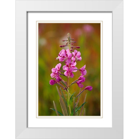 Canada-Yukon-Watson Lake Fireweed blossoms close-up White Modern Wood Framed Art Print with Double Matting by Jaynes Gallery
