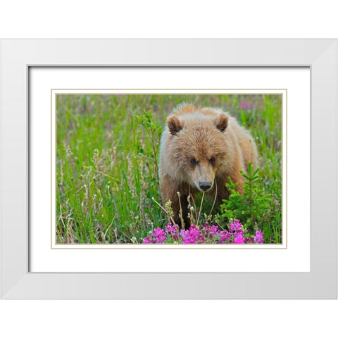 Canada-Yukon Grizzly bear close-up White Modern Wood Framed Art Print with Double Matting by Jaynes Gallery