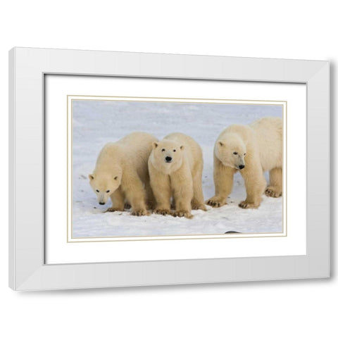 Canada, Hudson Bay Polar bear mother with cubs White Modern Wood Framed Art Print with Double Matting by Illg, Cathy and Gordon