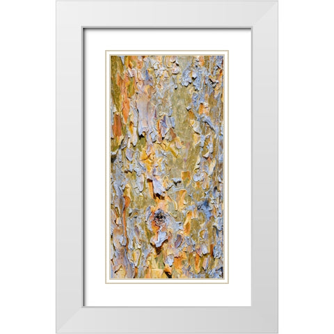 Bark of a pine (Pinus). Autumn in a mixed forest White Modern Wood Framed Art Print with Double Matting by Zwick, Martin