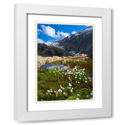Scheuchzers cotton grass-Gurgler Ferner-Otztal Alps-Europe- Austria- Tyrol White Modern Wood Framed Art Print with Double Matting by Zwick, Martin