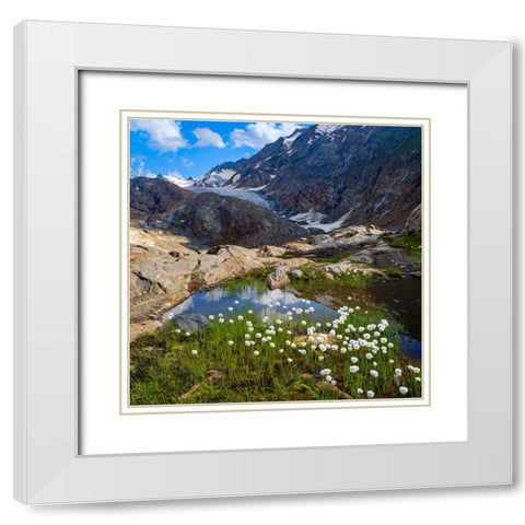 Scheuchzers cotton grass-Gurgler Ferner-Otztal Alps-Europe- Austria- Tyrol White Modern Wood Framed Art Print with Double Matting by Zwick, Martin