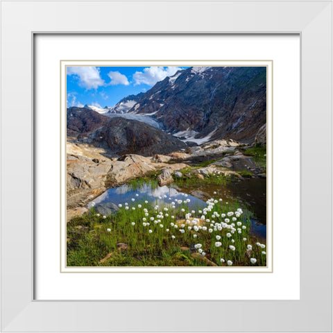 Scheuchzers cotton grass-Gurgler Ferner-Otztal Alps-Europe- Austria- Tyrol White Modern Wood Framed Art Print with Double Matting by Zwick, Martin