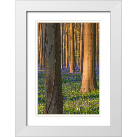 Europe-Belgium-Hallerbos forest with blooming bluebells White Modern Wood Framed Art Print with Double Matting by Jaynes Gallery