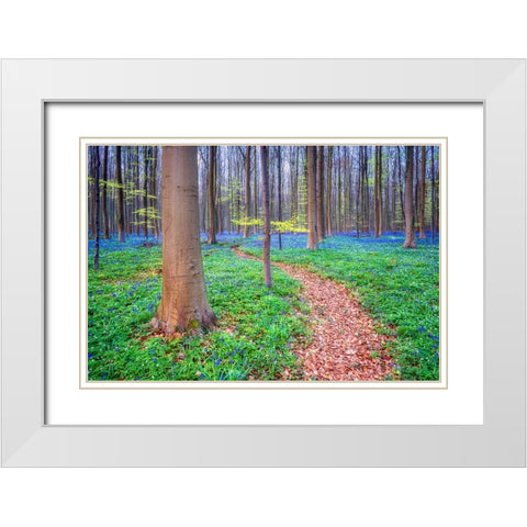 Europe-Belgium-Hallerbos forest with blooming bluebells White Modern Wood Framed Art Print with Double Matting by Jaynes Gallery