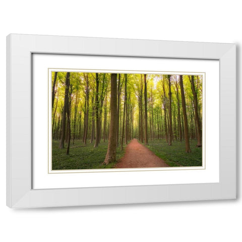 Europe-Belgium-Path in Hallerbos forest White Modern Wood Framed Art Print with Double Matting by Jaynes Gallery