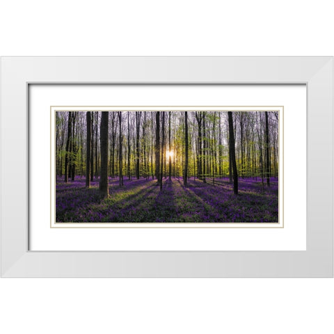 Europe-Belgium-Sunrise on Hallerbos forest with blooming bluebells White Modern Wood Framed Art Print with Double Matting by Jaynes Gallery