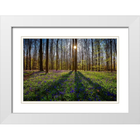 Europe-Belgium-Hallerbos forest with blooming bluebells White Modern Wood Framed Art Print with Double Matting by Jaynes Gallery