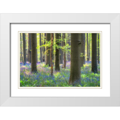 Europe-Belgium-Hallerbos forest with blooming bluebells White Modern Wood Framed Art Print with Double Matting by Jaynes Gallery