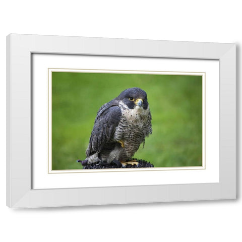 Czech Republic, Prague Captive peregrine falcon White Modern Wood Framed Art Print with Double Matting by Flaherty, Dennis