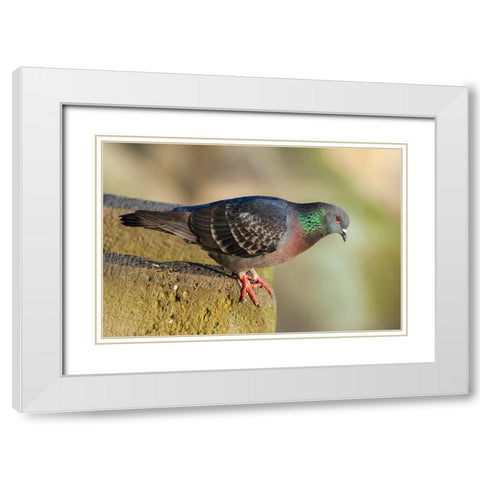 Pigeon perched on a stone wall White Modern Wood Framed Art Print with Double Matting by Haseltine, Tom