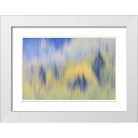 Finland, Nuuksio NP Abstract of fall color trees White Modern Wood Framed Art Print with Double Matting by Morris, Arthur