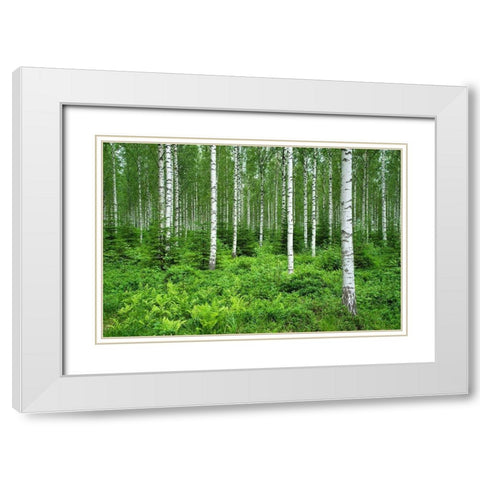 Finlandia-Savonlinna-birches forest White Modern Wood Framed Art Print with Double Matting by Molinari, Michele
